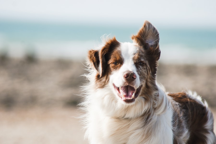 Cão atento durante sessão de adestramento
