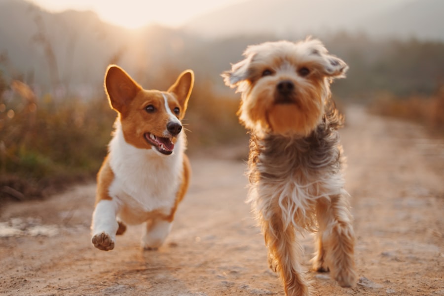 Dois cães em atividade ao ar livre
