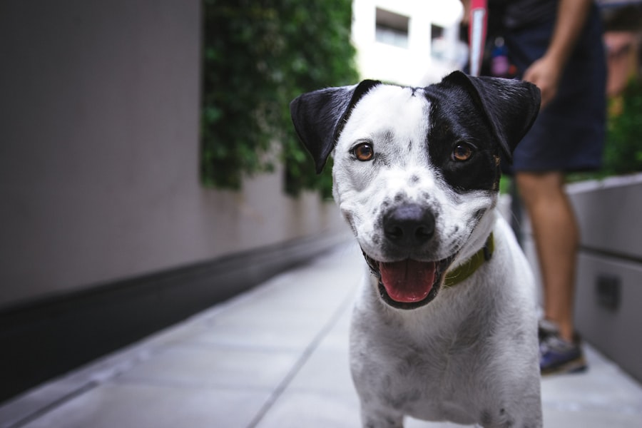 Cão olhando atento para o adestrador