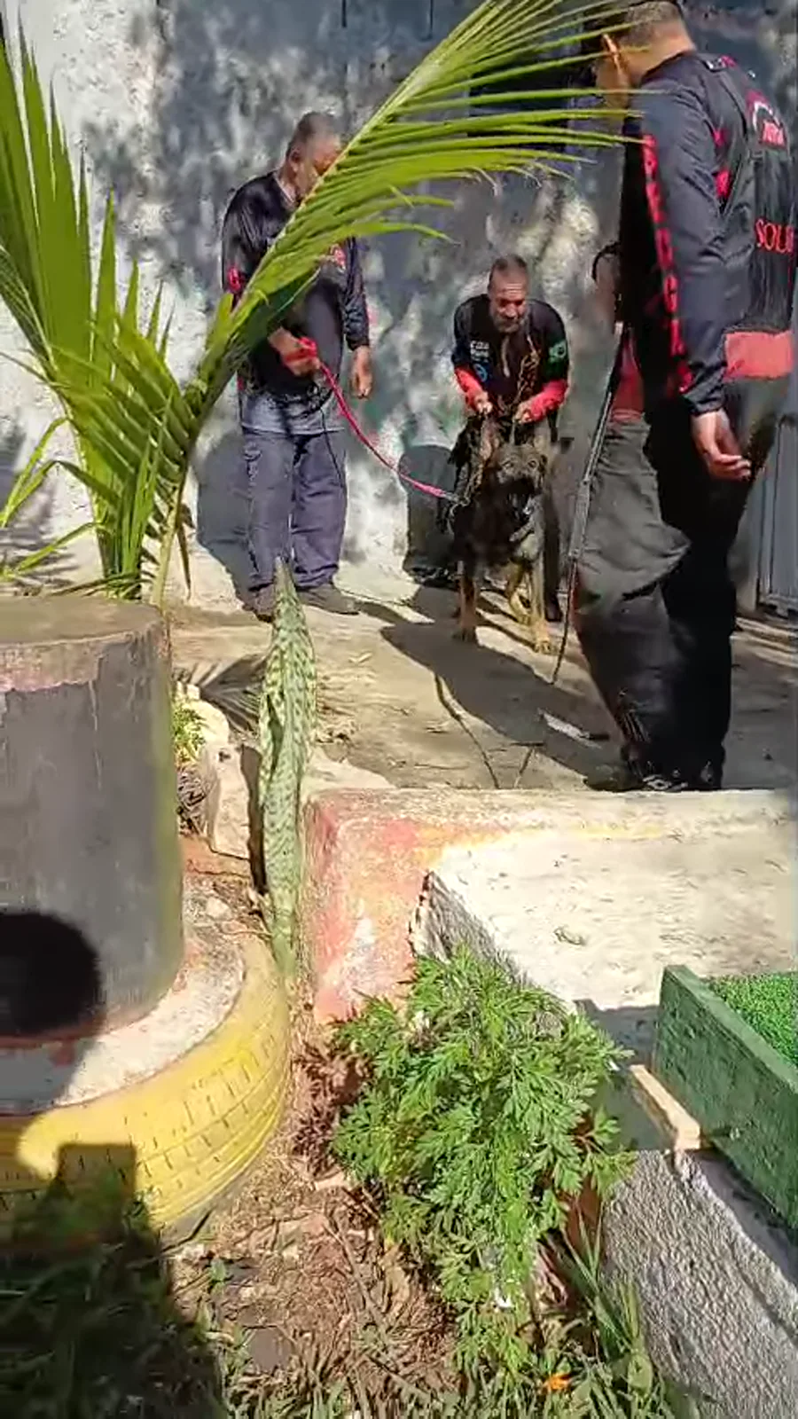 Treino de cão de guarda — treinamento Don Bilhodres