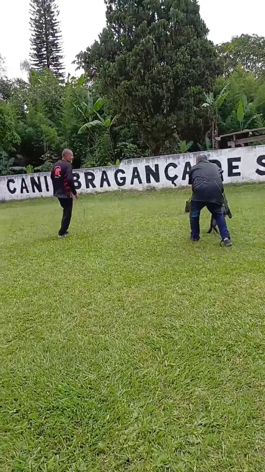 Foco e obediência — treinamento Don Bilhodres