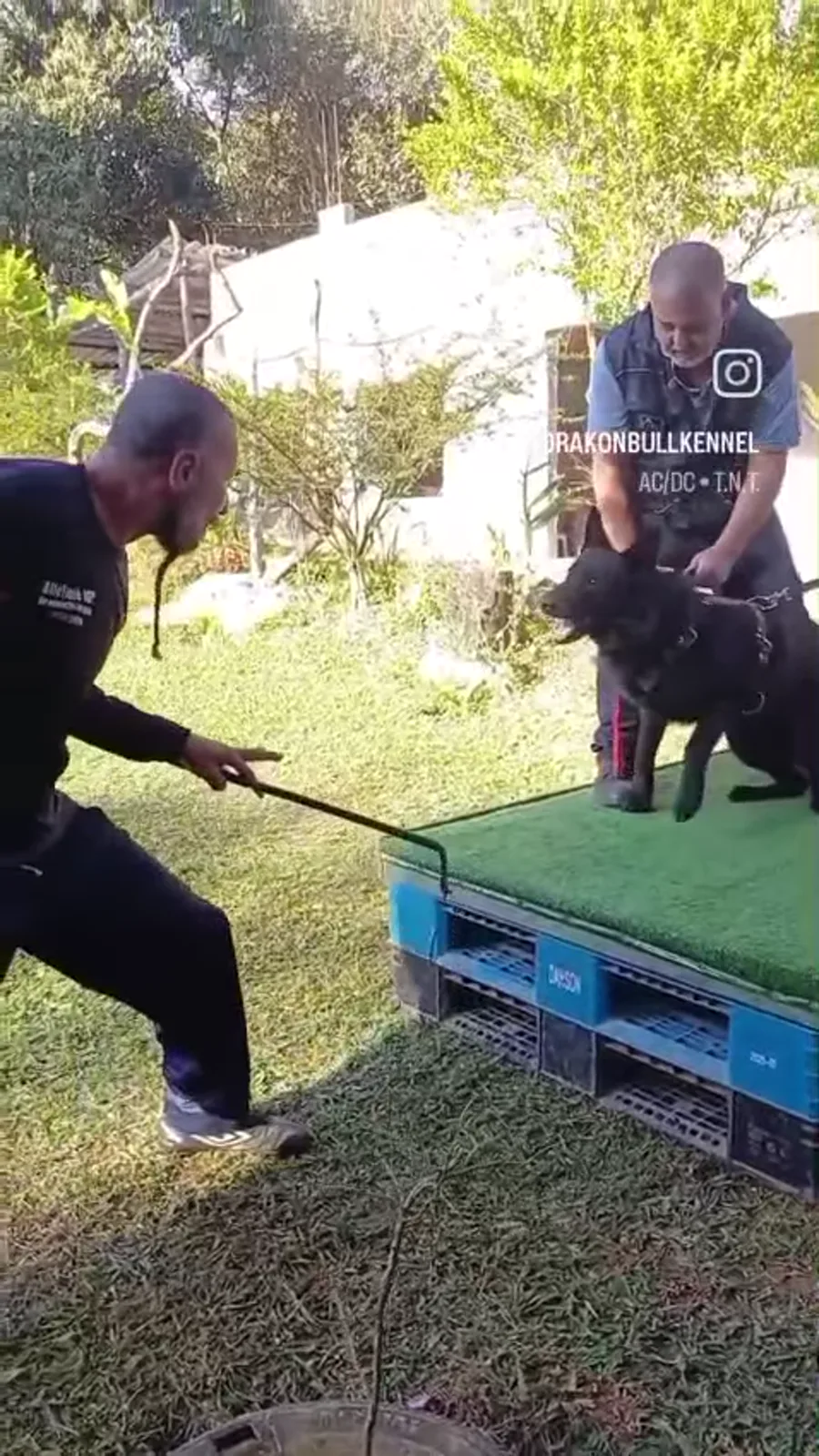 Proteção com pastor alemão — treinamento Don Bilhodres
