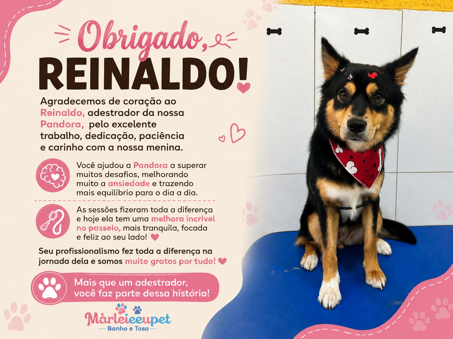Adestramento resolve mesmo? O que esperar de verdade (sem promessa de milagre)